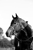 Eli -HORSE25 191-2