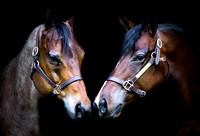 Jess- Horses23 031