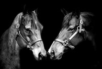 Jess- Horses23 031-2