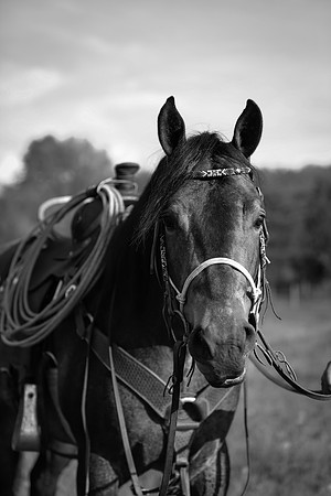 Eli -HORSE25 229-2