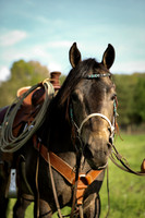 Eli -HORSE25 229